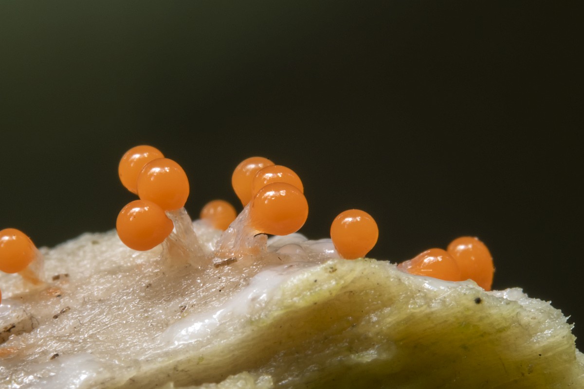 Haqiqatan ham onlayn boladi Shishgan mushuk vakuumli porno